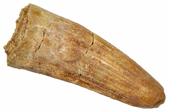 Fossil Spinosaurus Tooth - Real Dinosaur Tooth #345437